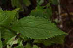 Ouachita Mountain goldenrod